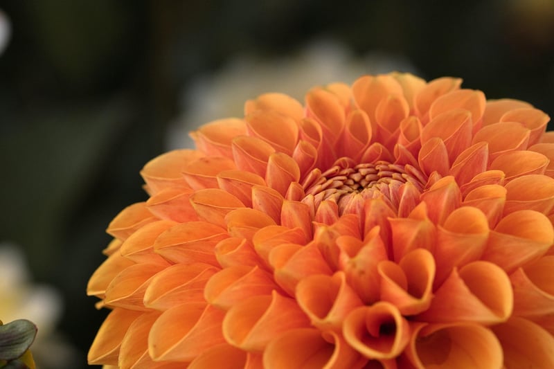 Botanical Garden
