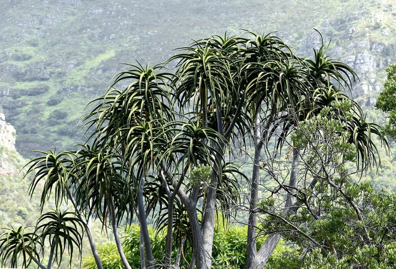 Kirstenbosch National Botanical Garden, Cape Town